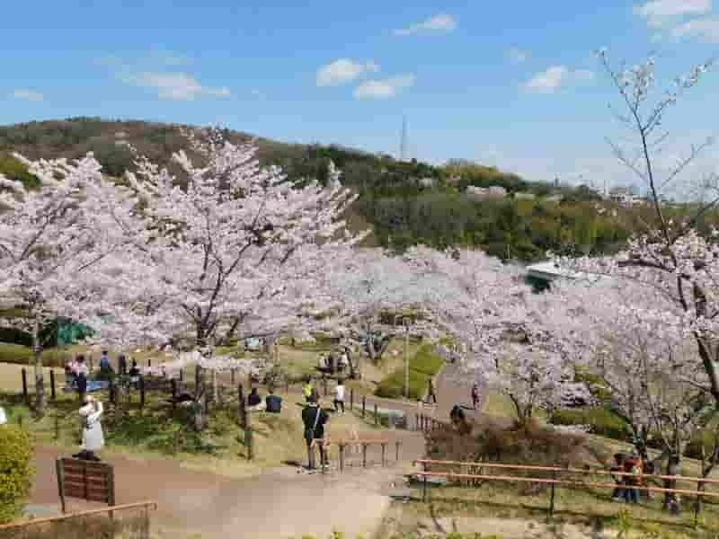 🏞️ 셋쓰쿄 공원 (Settsukyo Park) 이미지 5